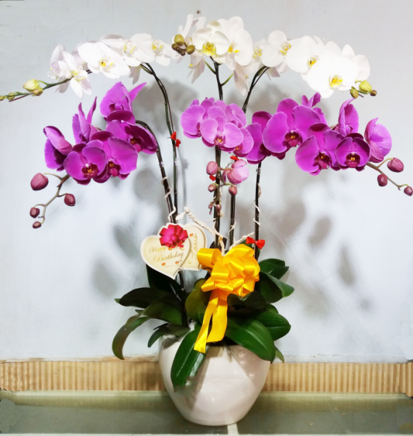 Shop Hoa Tươi Thị trấn Đắk Mâm, Krông Nô, Đắk Nông